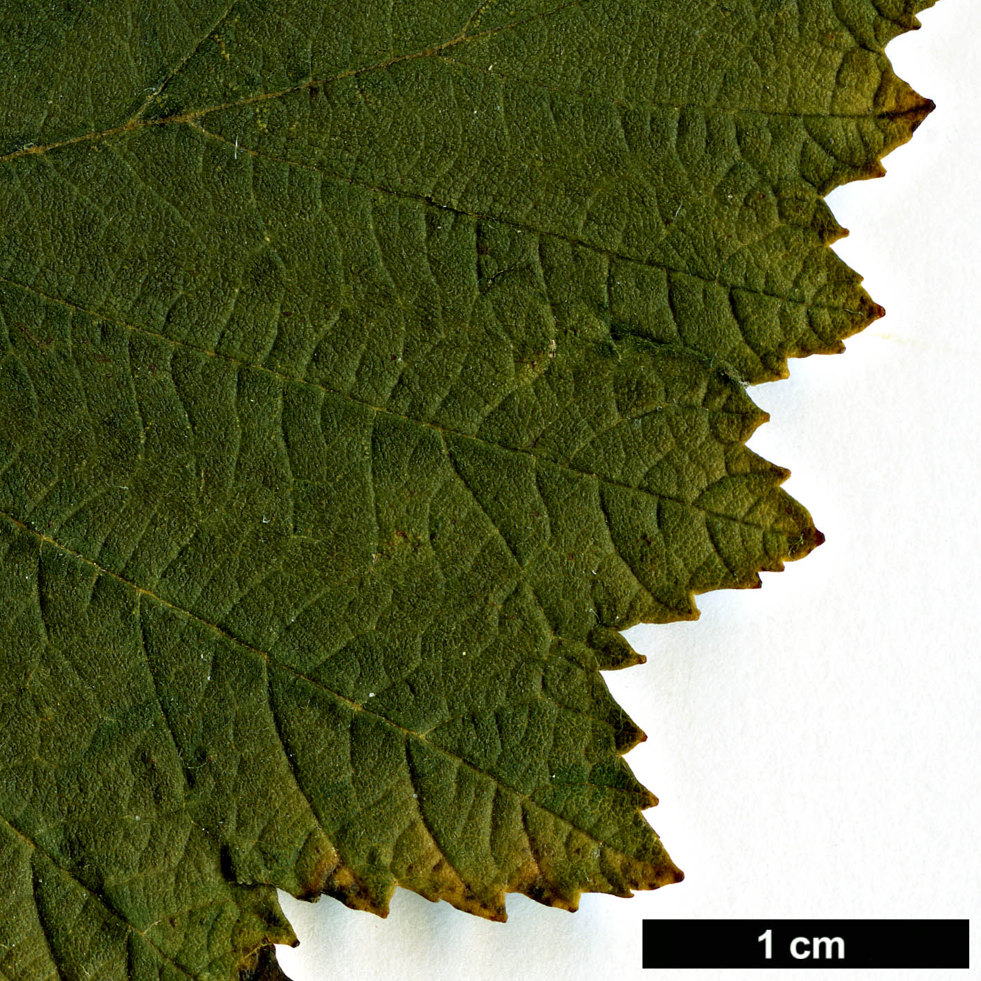 High resolution image: Family: Betulaceae - Genus: Alnus - Taxon: hirsuta - SpeciesSub:  var. microphylla